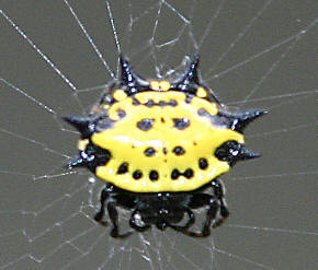 Gasteracantha cancriformis